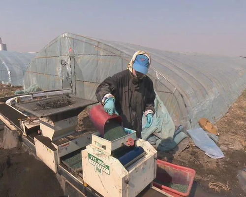 我市水稻工廠化育秧全面展開 促進稻谷生產提質增效