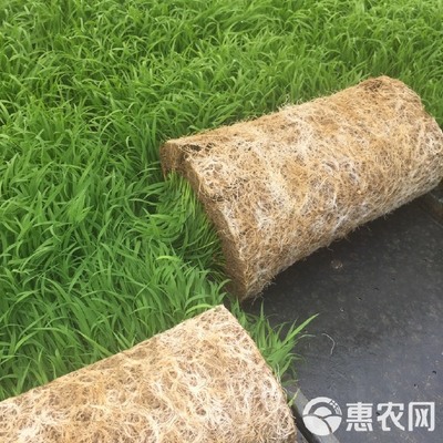 穴盤育秧硬盤 工廠化水稻育秧的現代化利器