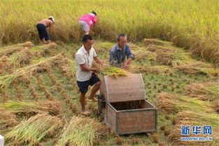 柬埔寨磅通省雨季稻谷產量喜人，農業經濟穩步提升