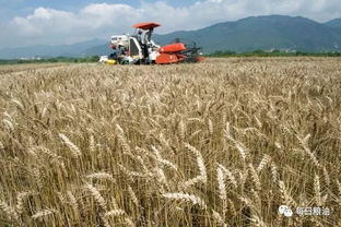 深度解析國家政策性糧食拍賣底價公布 小麥稻谷玉米同是主糧命不同，稻谷路在何方？