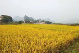 稻谷豐收節 七月盛典，共慶豐收