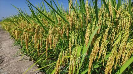 秀山水稻喜迎豐收 萬(wàn)畝金穗待開(kāi)鐮