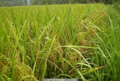 從稻穗到餐桌 水稻與稻谷的千年共生