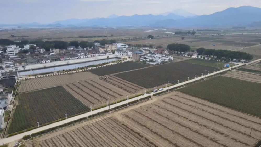 聯(lián)村公司“跨村運(yùn)營(yíng)”破局，海豐赤坑稻谷飄香里的鄉(xiāng)村振興新路徑