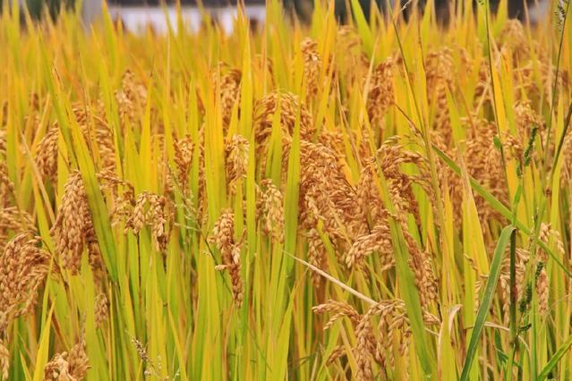 相城新米香滿(mǎn)城 豐收時(shí)節(jié)話(huà)稻谷