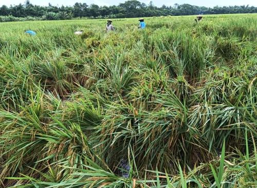 緬甸大米稻谷協(xié)會(huì)嚴(yán)令禁止低價(jià)買(mǎi)入高價(jià)倒賣(mài)行為 維護(hù)市場(chǎng)秩序與農(nóng)民利益