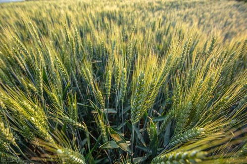 糧價(jià)格局生變 玉米跌勢(shì)趨緩，小麥加速上漲，稻谷行情能否迎來(lái)反彈？